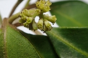 <strong>Pisonia aculeata - Ramon, Laurence - 168</strong><br />© Ramon, Laurence